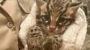 Meet LA Zoo's new resident - a 'brave and curious' baby ocelot