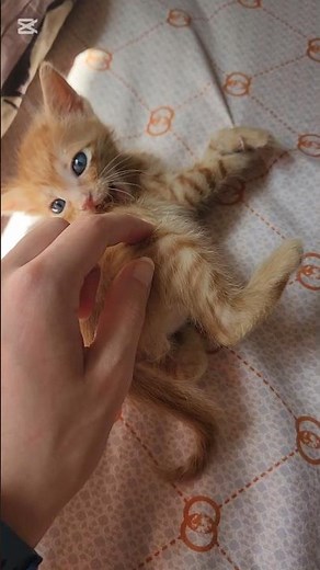 cute tiny orange foster kitten with blue eyes getting petted and being clumsy, playful and adorable😻