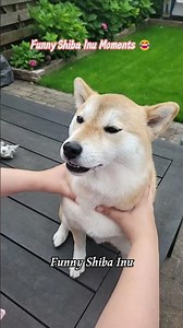 Funny Shiba Inu Moments 😂#shibainu #dog #dogs #shiba #doglife #cutedog #shorts #youtubeshorts #viral
