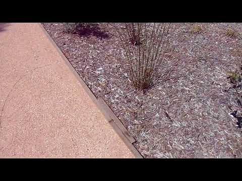 D. G. Pathway Installation Edging Done Right