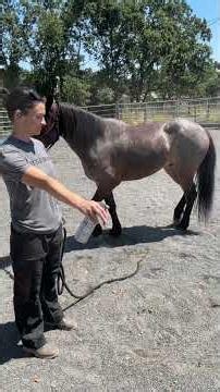 Desensitization Training: Kismet vs Spray Bottle