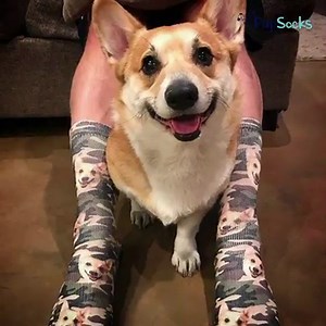 🐶 1. Take a cute pic of your furry friend. 📸 2. Upload your pet's photo. 🧦 3. Choose a sock. 💳 4. Place your order. ￼ It's that easy! Get your custom printed socks right here: GoPupSocks.com | PupSocks