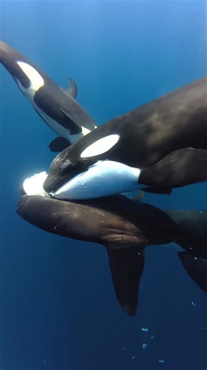 Whales Nation on Instagram: "Orcas feeding on a sunfish, also known as Mola mola, the heaviest bony fish in the ocean. A rare look at these predators sharing their prey in calm open water. Orcas are opportunistic hunters, and in some regions they target slow-moving sunfish for their nutrient-rich intestines. 📸 @creaturesofbaja x @bajapelagica"