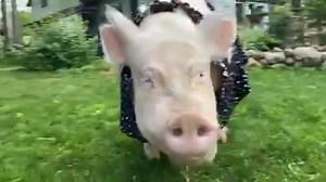 34K views · 3K reactions | “I got some fancy new jammies. They have angel wings on them because I’m a perfect angel.” -Esther #EstherForever #fashion #smile | Esther the Wonder Pig | Facebook