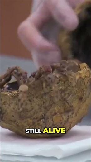 Scientists Discover ALIEN CREATURE moving inside an ancient object! #shorts