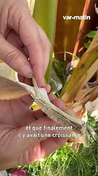 In the Var, bananas take root in the face of climate change