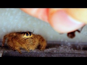Jumping Spiders in Action - In 4K Slow Motion [ Outtakes and Pre Lighter Clips ]