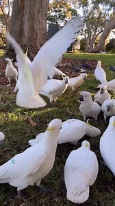Sulphur-crested Cockatoos. The Sulphur-crested cockatoo (Cacatua galerita) is a stunning white parrot known for its striking yellow crest and powerful personality. Highly intelligent and social, these birds are famous for their loud calls, playful behavior, and strong bonding with their flock. Found mainly in Australia and nearby islands, they are a true symbol of wild beauty and intelligence in the bird world. ✨ Smart • Social • Majestic ✨ 🔔 If you love parrots and wildlife, don’t forget to li