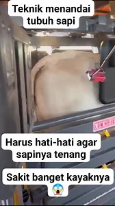 1.8M views · 3.4K reactions | Teknik menandai tubuh sapi #videoviral #reelfyp #shorts #reelviral #faktaunik | Mas Adi | Facebook