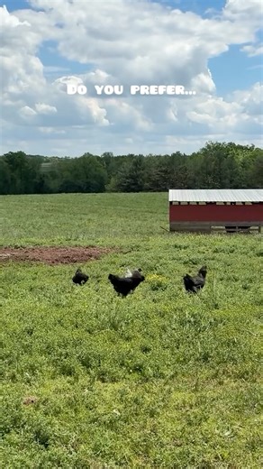 Deer Run Farm | Where are our spring chickens at? 😉 For us, spring brings a new hatch season, more egg production, and overall happier animals! 🐓🐣🌸 | Instagram