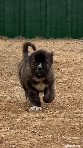 This is Not a Bear Cub... It's a Puppy! 🐻🧸