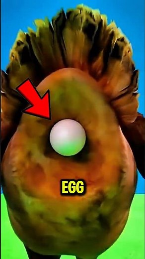 How Does a Chicken Make an Egg! 😱🥚 The Process Is Incredible