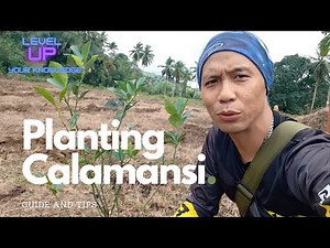 Beginners Guide on How to Plant Calamansi