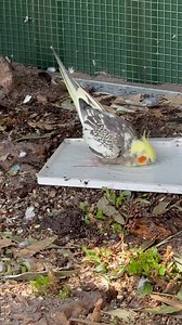 During water changes this morning... This is a shallow tray we added temporarily for the quail babies. However, Twiggy decided it was perfect bathing water 😏 There are multiple water sources around all the aviaries, as well as bathing water (in bird baths). As a side note, we also add liquid gold to the water to provide calcium and vitamin D boost. #accessibility video description: a shallow white tray (from the bottom of a transport cage) sits on the aviary ground. Twiggy the weiro is in the m