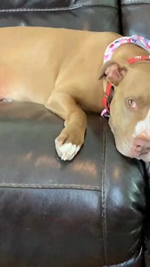 33K views · 1.1K reactions | #pranks we pulled! #foryoupageシ #dog #comedy #pitbull | Happy puppies | Facebook