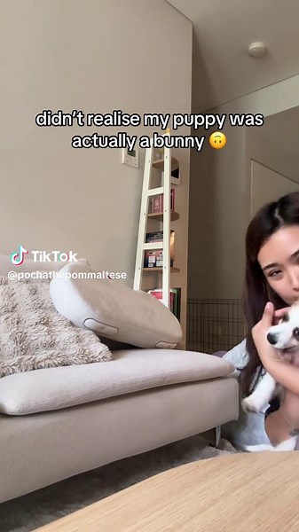 Puppy Jumps Higher Than Average Pets: Meet My Pup!