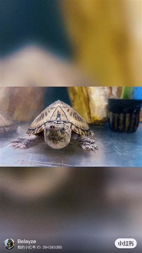 #razorbackmuskturtle