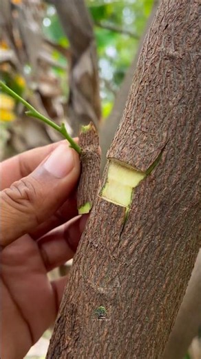 learning simple grafting 🌱#grafting #garden #nature #plants #craft #diy #tree #fyp