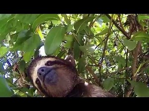 Three-Toed Sloth on Bocas del Toro, Panama