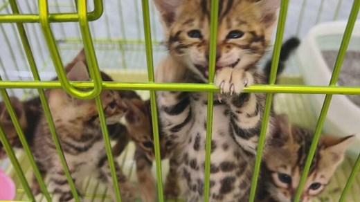 CCTV captures shop owner’s chaotic attempt to wrangle kittens into their cage
