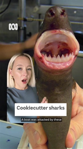 Cookiecutter sharks have attacked a boat off the Queensland coast. #CookiecutterShark #Sharks #Catamaran #WeirdNews #WeirdAnimals