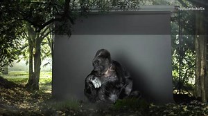 6.4K reactions · 2.4K shares | Koko, famous for learning sign language, has a message. (h/t Noé) | The Weather Channel | Facebook