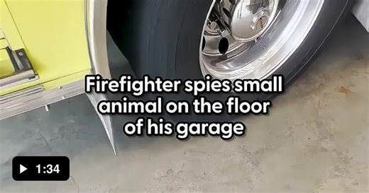 Saving a hummingbird - Video