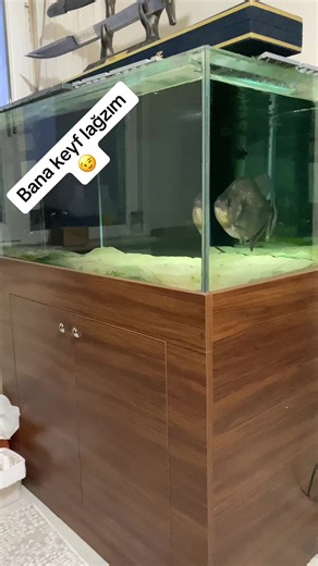 Kuşçu,Piranha,kenan, şarkevi (@piranha_kuscu_kenan) adlı kullanıcının orijinal ses - Cigo Dalgiç ile oluşturduğu videoları