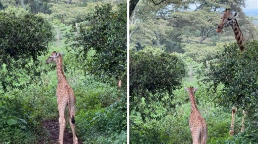 Tourist Witnesses “The Most Wholesome Moment” Between Mama & Baby Giraffe In Kenya