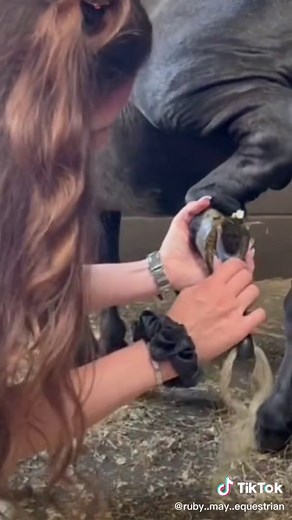 Ruby May (@ruby..may..equestrian)’s videos with original sound - Ruby May