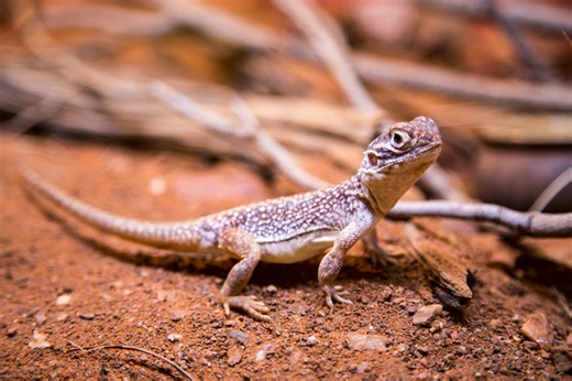New gecko species discovered deep in Madagascar’s sacred forests