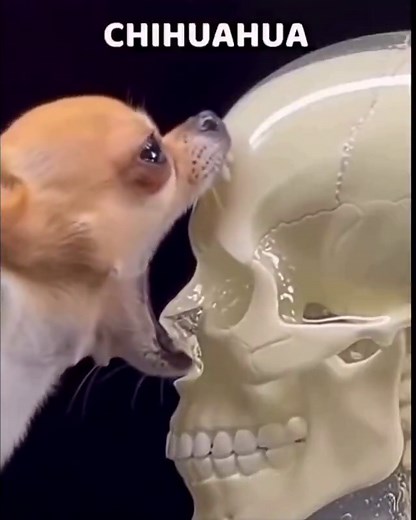 Video briefly compares bite force across dog breeds, showing how size and jaw structure affect potential impact