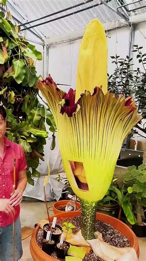 Why did this flower need surgery?