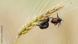 Scarab Beetle on wheat ears, a harmful Pest of Cereal Crops, Anisoplia Austriaca