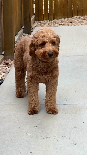I’ve grown so much from the tiniest fluffy teddy bear 🧸 🐶 #goldendoodle #goldendoodlesofinstagram #goldendoodlepuppy #puppy #puppylove #puppiesoftiktok #dogsoftiktok #dogstagram #puppygrowth #minigoldendoodle #minigoldendoodlesoftiktok #minigoldendoodlepuppy #puppytransformation