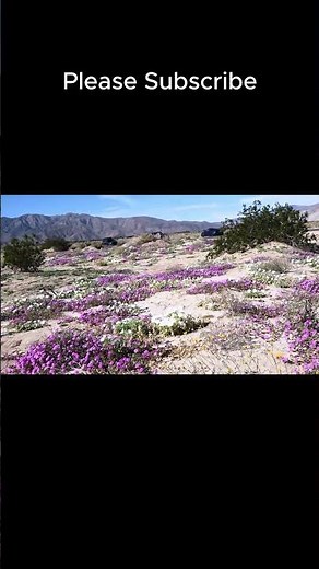The Desert Bloom So Massive You Can See It From Space #californiafacts