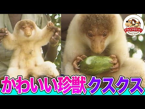 珍獣クスクス＆木に登るカンガルー！パプアニューギニアの不思議な有袋類たち【どうぶつ奇想天外／WAKUWAKU】