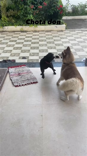 Maya Bai | Who is this kalu papa??#MayaTheHusky #MayaDance #MayaOnBeat #MayaGrooves #Shirra #ShirraSong #ShirraDance #ShirraVibes #Husky... | Instagram