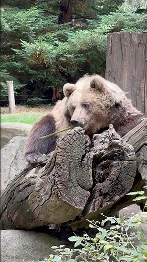 THE BEARS OF THE PYRENEES ANIMAL PARK OF ARGELÈS-GAZOST - VLOG & ZOO DISCOVERY #animals #vlog