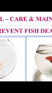 Fish Bowl - Care & Maintenance | Save Fishes in Bowl