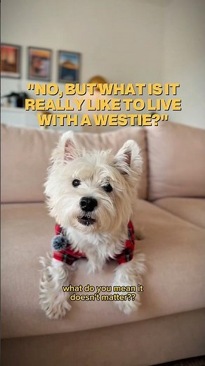 Living with a Westie will humble you 😂 | Funny Dog Shorts