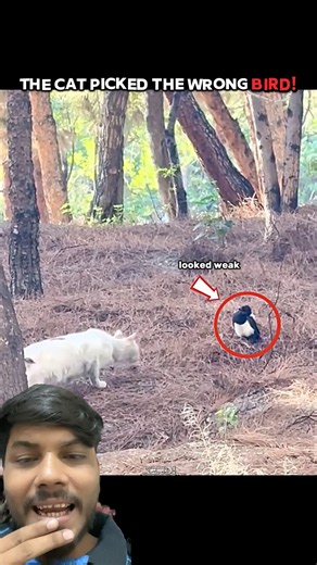🕊️ Mother Bird Saves Her Baby from a Sneaky Cat! 😱🐱 | Incredible Rescue #Shorts