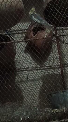 Parrot sleeping #birds