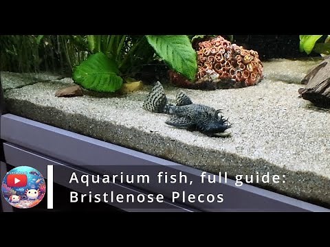🐟 Full care guide to bristlenose plecos - Aquarium fish 🐟