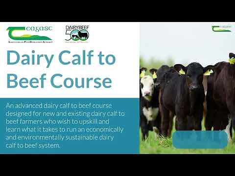 Dairy Calf to Beef Course