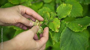 A woman picking hazelnuts from a tree.. The leaves are green and have a slightly yellowish tint