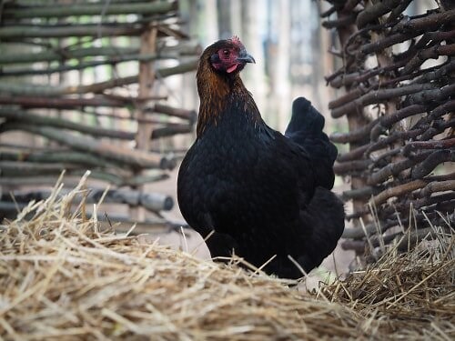 Considering Marans chickens? The 14 things you must  know first — The Featherbrain