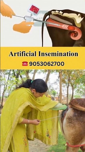 AI Training for Beginners | Learn Artificial Insemination in Dairy Farm | Theory + Practical Guide |