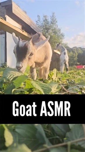 Goat ASMR Amazing goat sounds