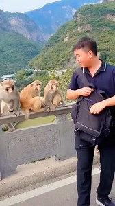 A man shares an incredible bond with a talking monkey and its adorable family! 🐒 Watch as the monkey communicates like a human, creating hilarious and heartwarming moments. From funny expressions to emotional bonding, this video captures the unique friendship between man and monkey. Perfect for animal lovers and those who enjoy funny, cute, and intelligent wildlife content. Don’t forget to like, comment, and subscribe for more amazing animal videos! 🔍 SEO Keywords talking monkey video man and 